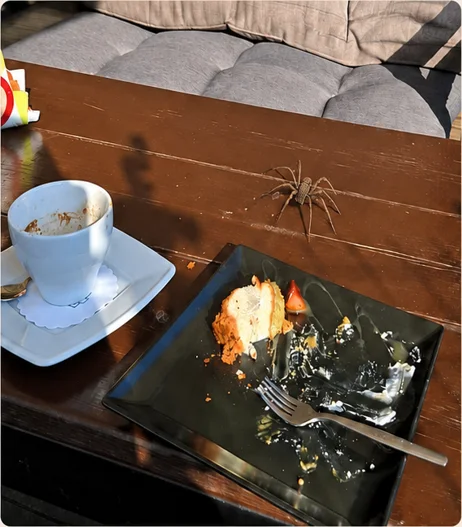 Pająk na tym samym drewnianym stoliku kawiarnianym