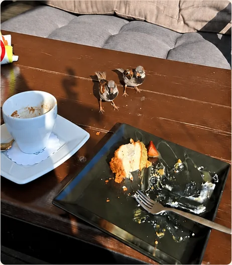 Dwa wróble na drewnianym stoliku kawiarnianym, obok filiżanki i talerza z ciastem